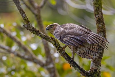 Philippine Hawk-Eagle - Noord-Filipijnse Kuifarend - Aigle des Philippines