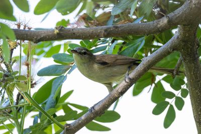 Clamorous Reed Warbler - Indische Karekiet - Rousserolle stentor