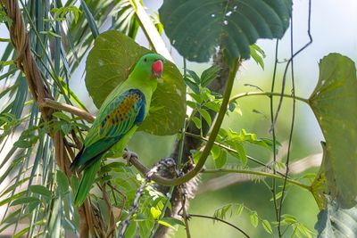 Blue-naped Parrot - Blauwnekpapegaai - Perruche de Luçon