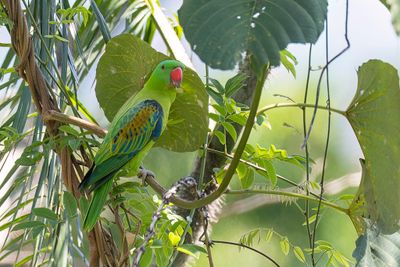 Blue-naped Parrot - Blauwnekpapegaai - Perruche de Luon