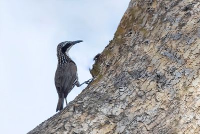 Stripe-headed Rhabdornis - Streepkopkruiper - Rhabdornis à tête striée