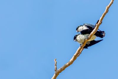Philippine Falconet - Filipijnse Dwergvalk - Fauconnet des Philippines