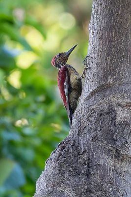 Luzon Flameback - Luzongoudrugspecht - Pic de Luçon