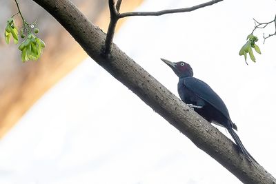 Northern Sooty Woodpecker - Zwarte Treurspecht - Pic en deuil