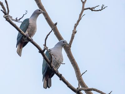 Green Imperial Pigeon - Groene Muskaatduif - Carpophage pauline