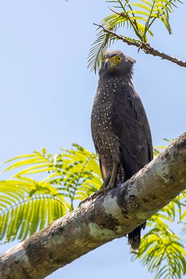 Philippine Serpent Eagle - Filipijnse Slangenarend - Serpentaire des Philippines