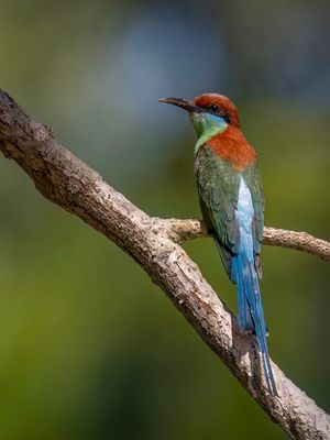 Rufous-crowned Bee-eater - Roestkruinbijeneter - Guêpier à gorge verte
