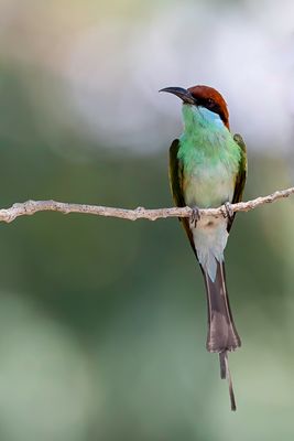 Rufous-crowned Bee-eater - Roestkruinbijeneter - Guêpier à gorge verte