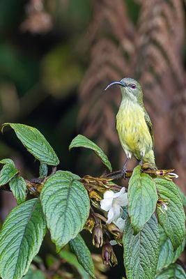 Luzon Sunbird - Luzonhoningzuiger - Souimanga d'Ogilvie-Grant (f)