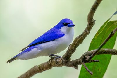 Comoro Blue Vanga - Artamie des Comores (m)