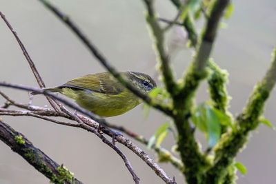 Negros Leaf Warbler - Luzonboszanger - Pouillot de Moseley