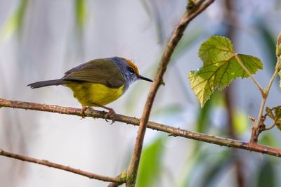 Mountain Tailorbird - Bergsnijdervogel - Couturière montagnarde