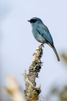 Turquoise Flycatcher - Panayvliegenvanger - Gobemouche des îles