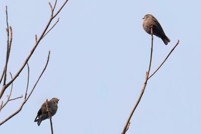 Ussher's Flycatcher - Usshers Vliegenvanger - Gobemouche d'Ussher