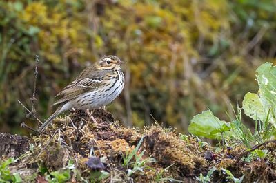 Olive-backed Pipit - Siberische Boompieper - Pipit à dos olive
