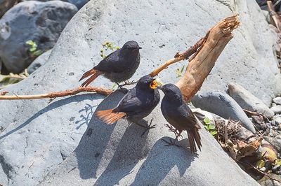 Luzon Water Redstart - Filipijnse Waterroodstaart - Nymphe bicolore