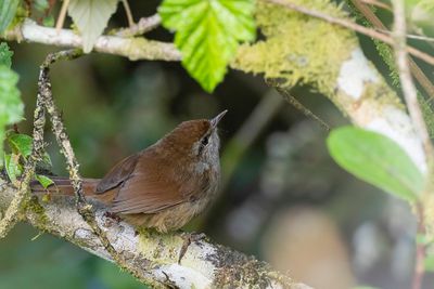 Philippine Bush Warbler - Luzonstruikzanger - Bouscarle de Luçon