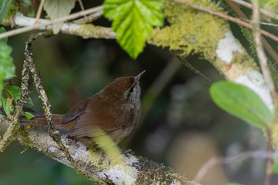 Philippine Bush Warbler - Luzonstruikzanger - Bouscarle de Luçon