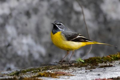 Grey Wagtail - Grote Gele Kwikstaart - Bergeronnette des ruisseaux