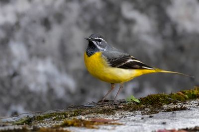 Grey Wagtail - Grote Gele Kwikstaart - Bergeronnette des ruisseaux