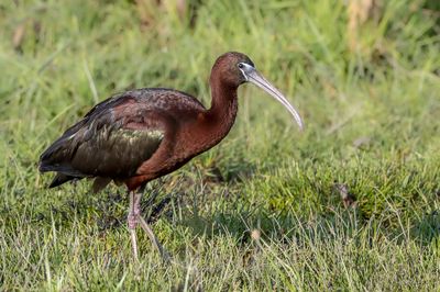 Glossy Ibis - Zwarte Ibis - Ibis falcinelle