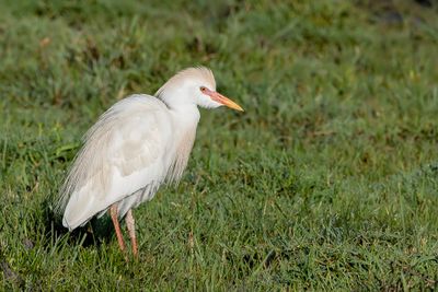 Western Cattle Egret - Koereiger - Hron garde-boeufs
