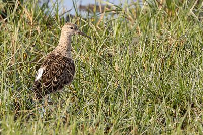 Ruff - Kemphaan - Combattant vari