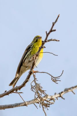 European Serin - Europese Kanarie - Serin cini