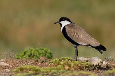Spur-winged Lapwing - Sporenkievit - Vanneau peronn