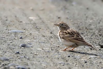 Greater Short-toed Lark - Kortteenleeuwerik - Alouette calandrelle