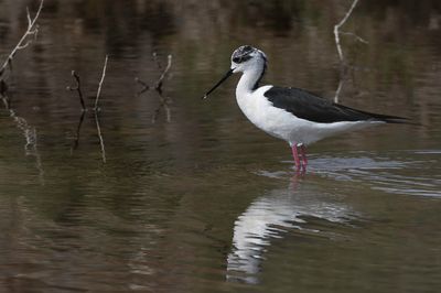 Black-winged Stilt - Steltkluut - chasse blanche