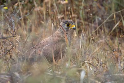 Common Kestrel - Torenvalk - Faucon crcerelle