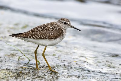 Wood Sandpiper - Bosruiter - Chevalier sylvain