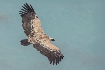Griffon Vulture - Vale Gier - Vautour fauve