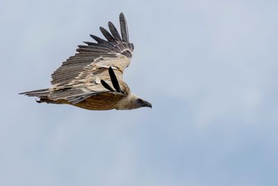 Griffon Vulture - Vale Gier - Vautour fauve