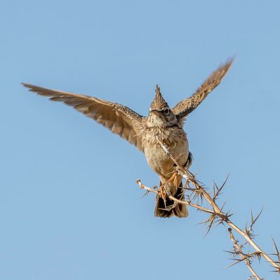 Crested Lark - Kuifleeuwerik - Cochevis hupp