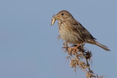 Corn Bunting - Grauwe Gors - Bruant proyer