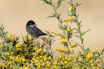 Cyprus Warbler - Cyprusgrasmus - Fauvette de Chypre