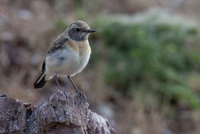 Eastern Black-eared Wheatear - Oostelijke Blonde Tapuit - Traquet noir et blanc 