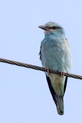 European Roller - Scharrelaar - Rollier d'Europe