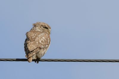 Little Owl - Steenuil - Chevche d'Athna