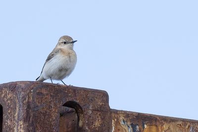 Eastern Black-eared Wheatear - Oostelijke Blonde Tapuit - Traquet noir et blanc (f)