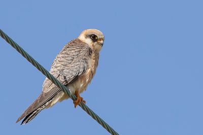 Red-footed Falcon - Roodpootvalk - Faucon kobez (f)