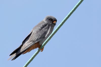 Red-footed Falcon - Roodpootvalk - Faucon kobez (m)