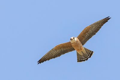 Red-footed Falcon - Roodpootvalk - Faucon kobez (f)