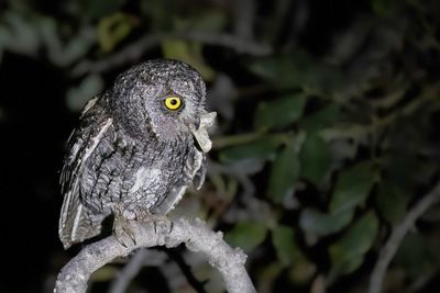Birds of Cyprus 2023