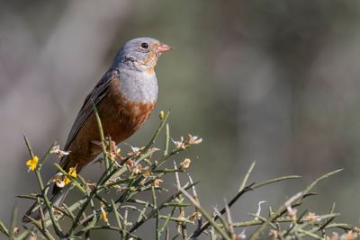 Cretzschmar's Bunting - Bruinkeelortolaan - Bruant cendrillard
