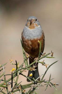 Cretzschmar's Bunting - Bruinkeelortolaan - Bruant cendrillard
