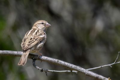 Spanish Sparrow - Spaanse Mus - Moineau espagnol