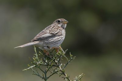 Corn Bunting - Grauwe Gors - Bruant proyer